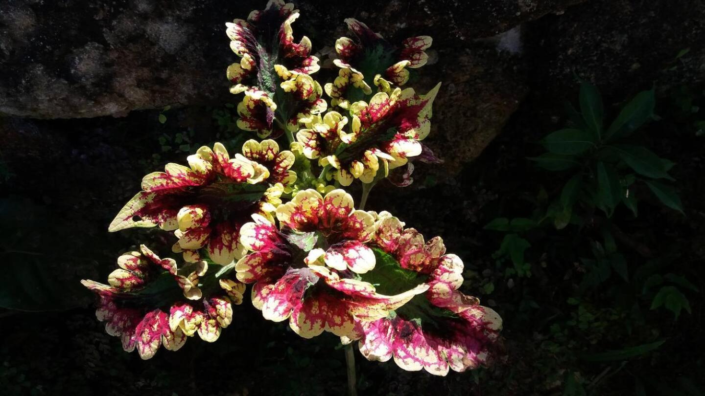 Chacara Atibaia Com Casa Na Arvore エクステリア 写真